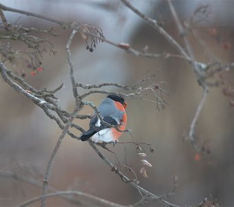 Любитель рябины