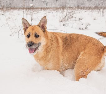 Мой озорной почти 7-летний щенок