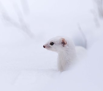 Маленький охотник