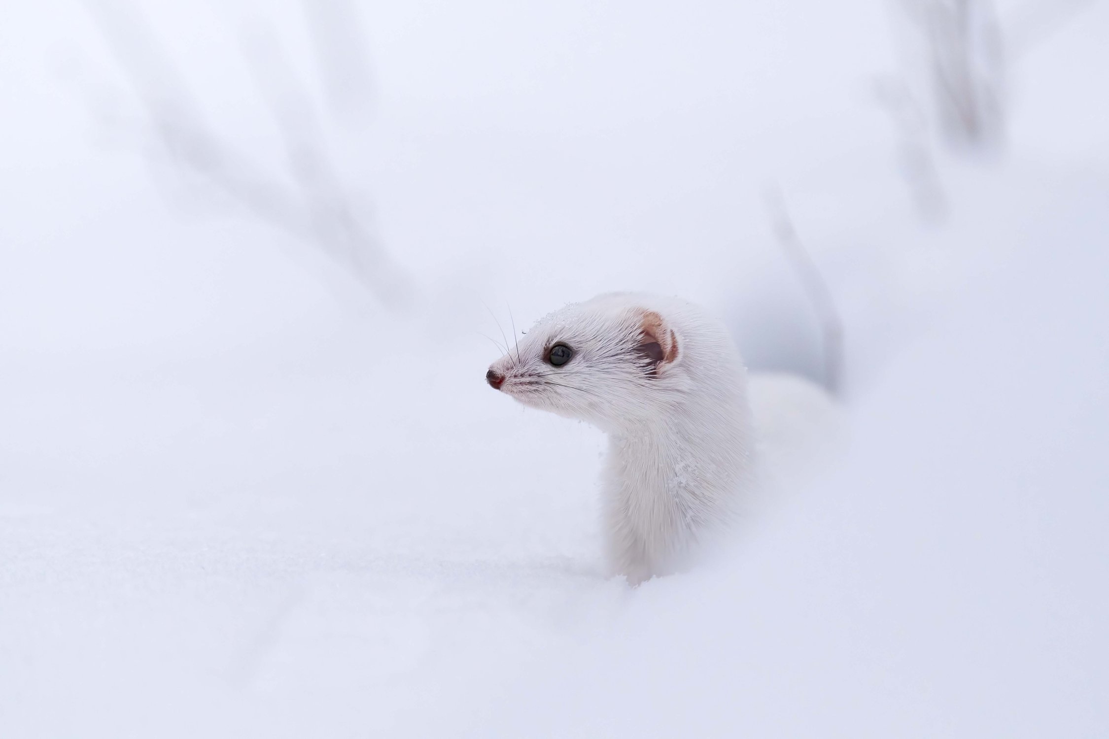 Маленький охотник