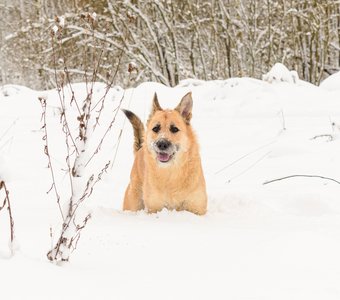 Стёпа резвится в снегу на зимнем лугу