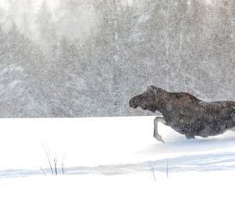 А зима будет большая!