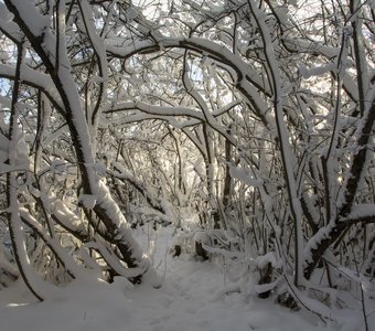 Зимняя сказка