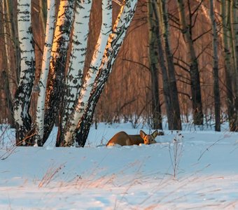 Спят усталые игрушки...