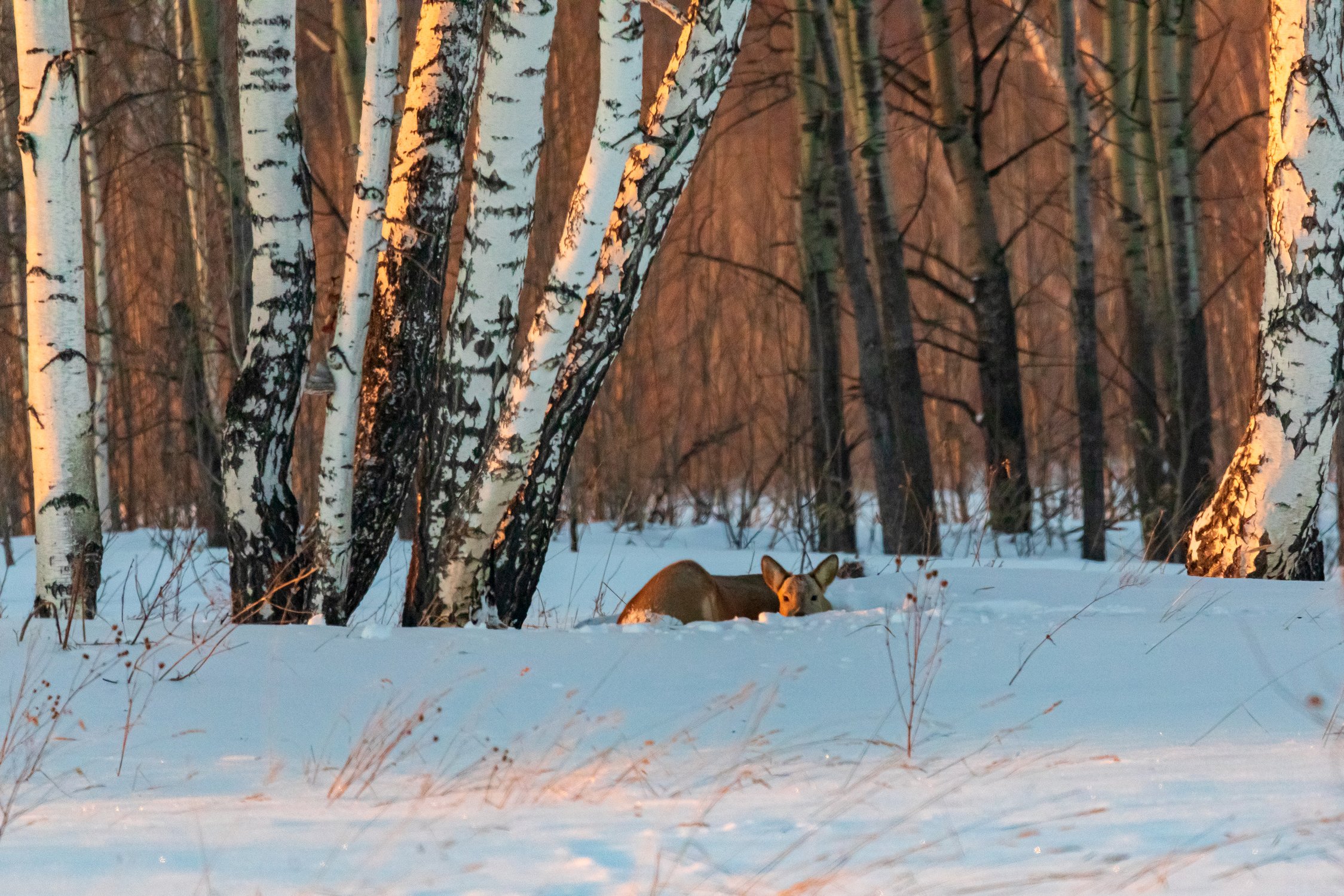 Спят усталые игрушки...