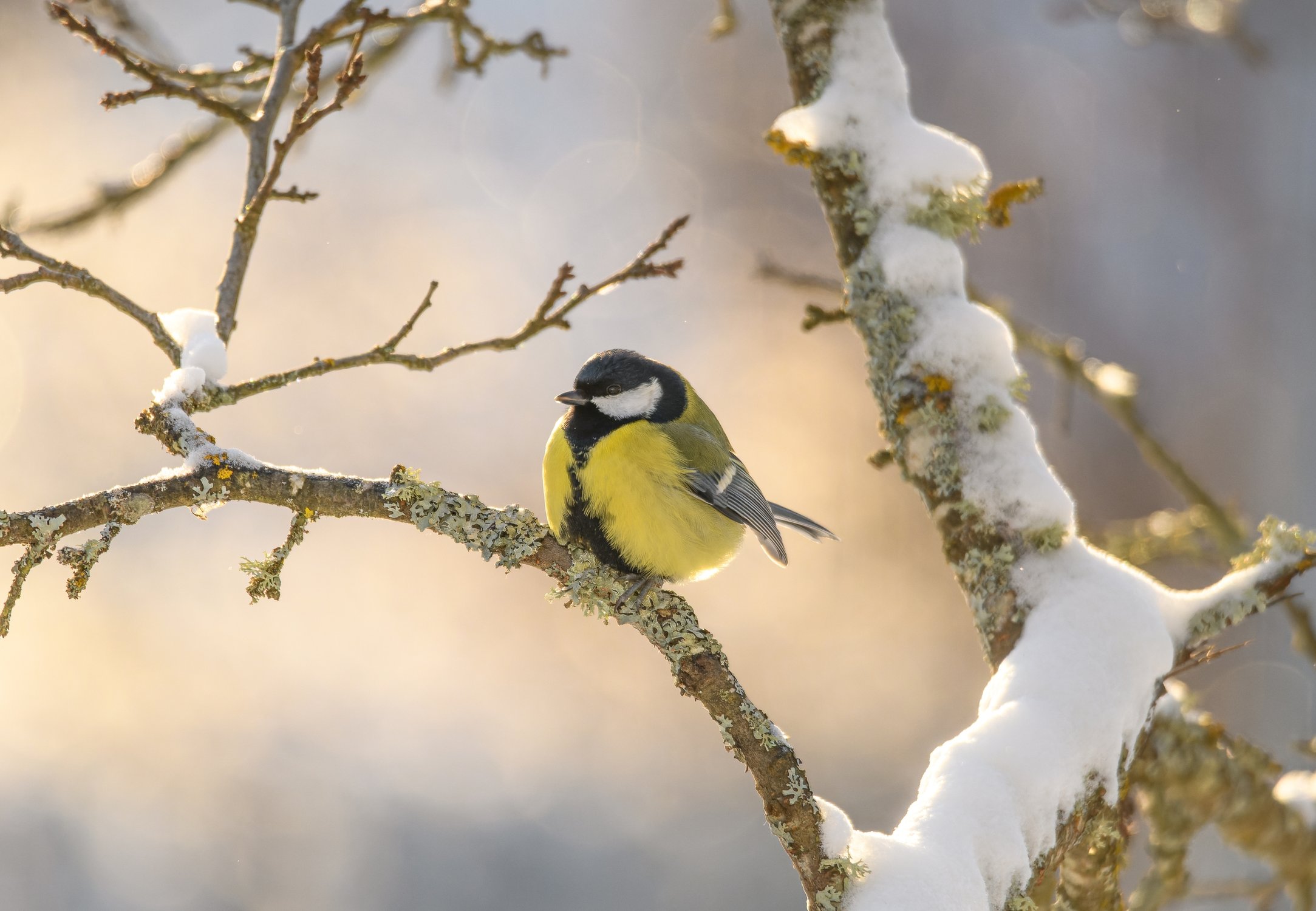Большая синица (самец)