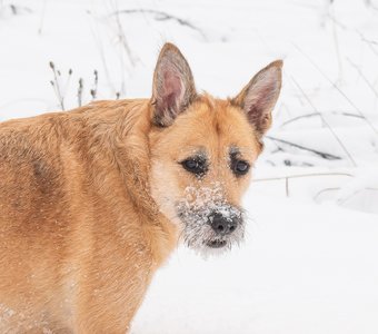 Стёпа Меркулов