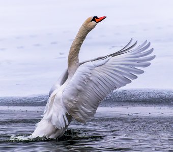 Желание летать