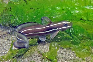 Полосатый угрехвост в Таиланде отправил туриста в больницу