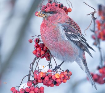 Редкий гость с Севера