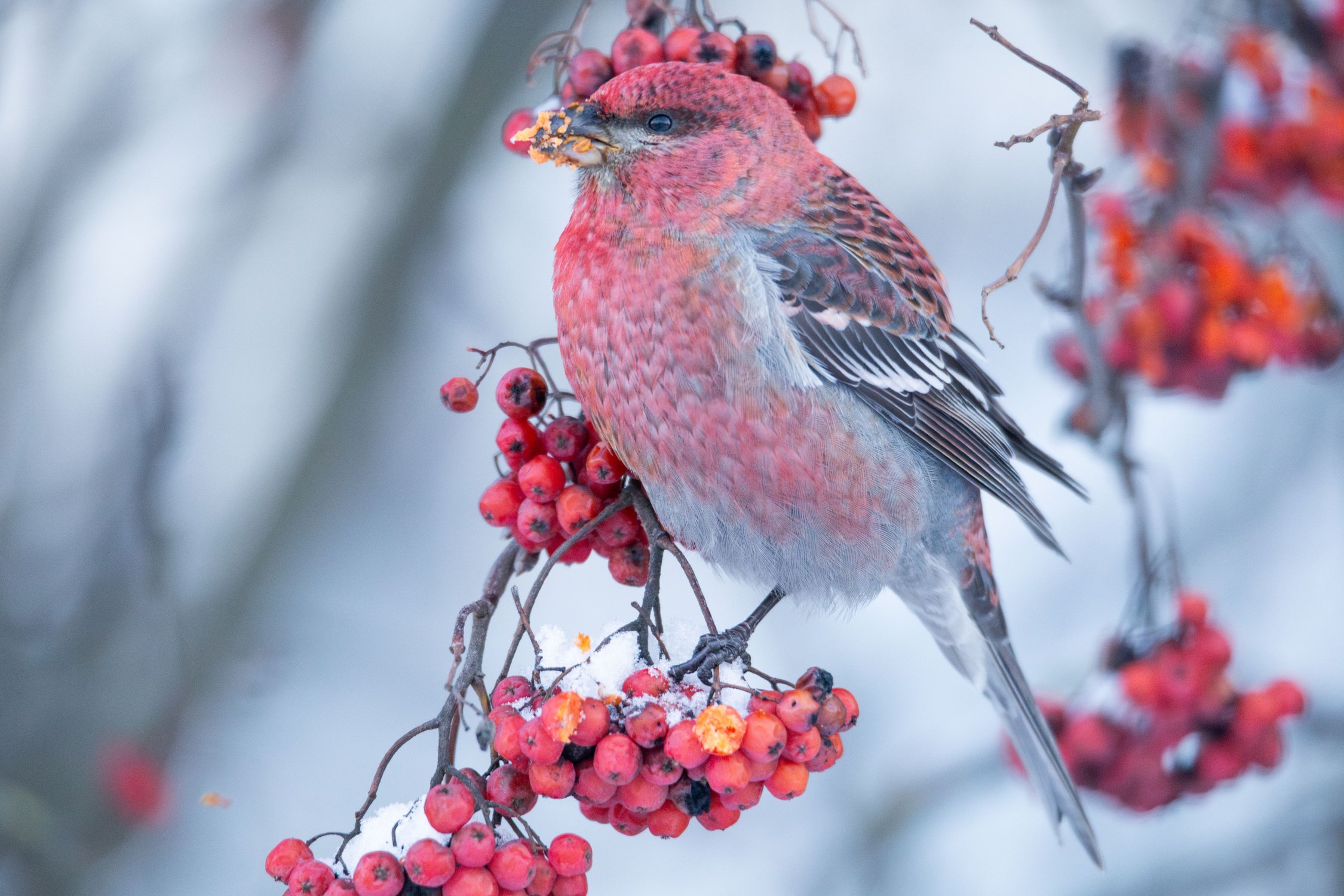 Редкий гость с Севера