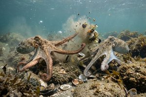 Как самки осьминогов отвергают назойливых ухажёров?