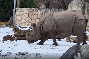 Малютка-олень задирает носорога-тяжеловеса: забавное видео из польского зоопарка