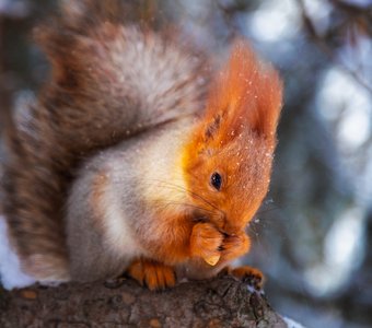 Лесная красавица