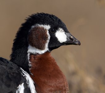 Краснозобая казарка