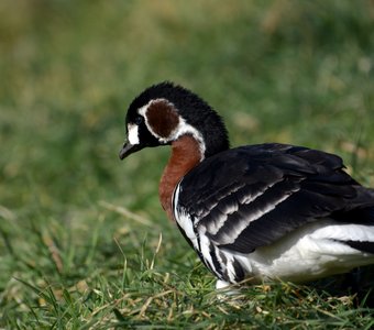 Краснозобая казарка