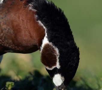 Краснозобая казарка