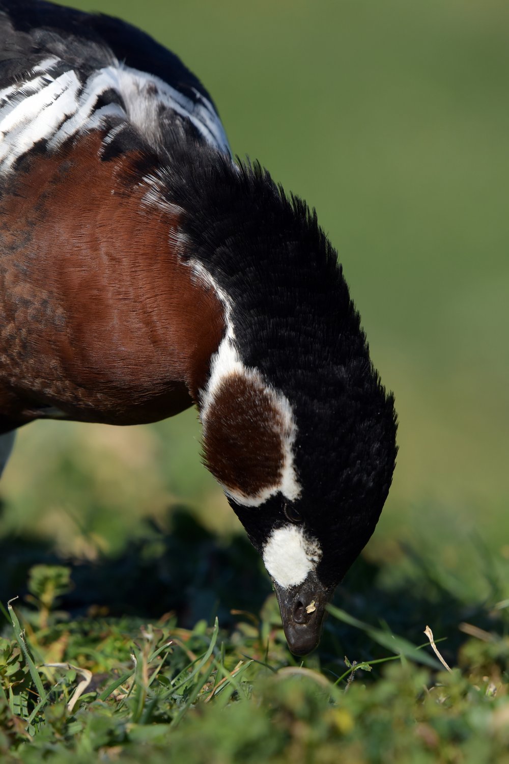 Краснозобая казарка