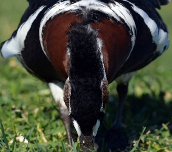 Краснозобая казарка