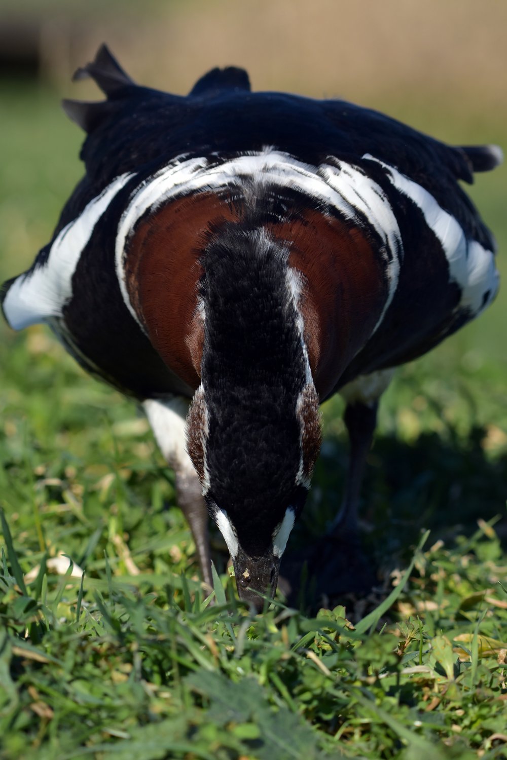 Краснозобая казарка