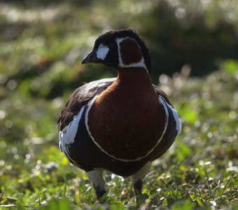 Краснозобая казарка