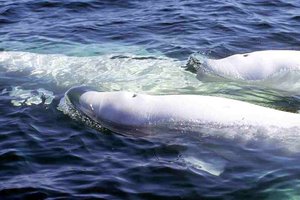 Белухи меняются половыми партнерами, чтобы выжить