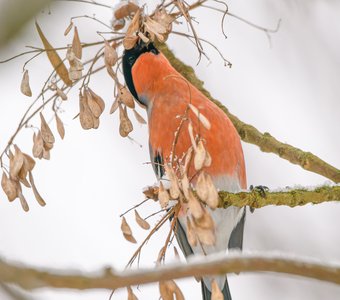 Снегирюша полдничает
