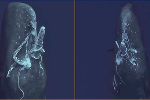 Кашалот поедает гигантского кальмара: впервые на видео