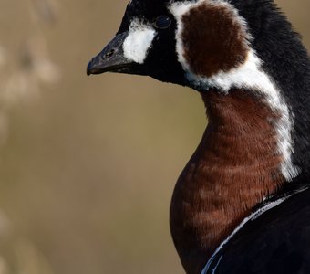 Краснозобая казарка