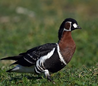 Краснозобая казарка