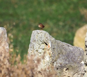 Муравей и кубики сахара