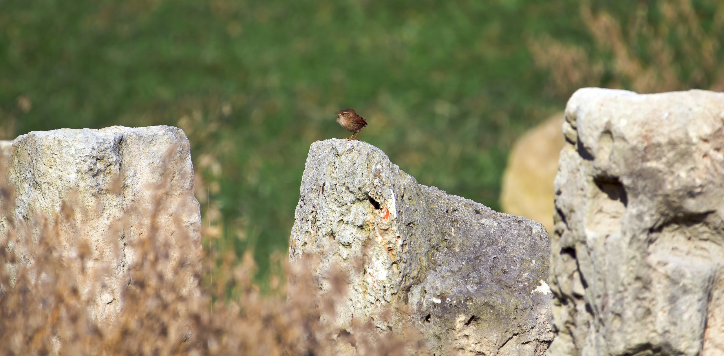 Муравей и кубики сахара