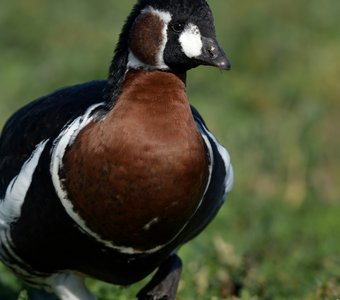 Краснозобая казарка