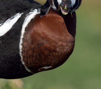 Краснозобая казарка