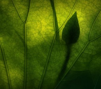 Тишина лотосовых полей