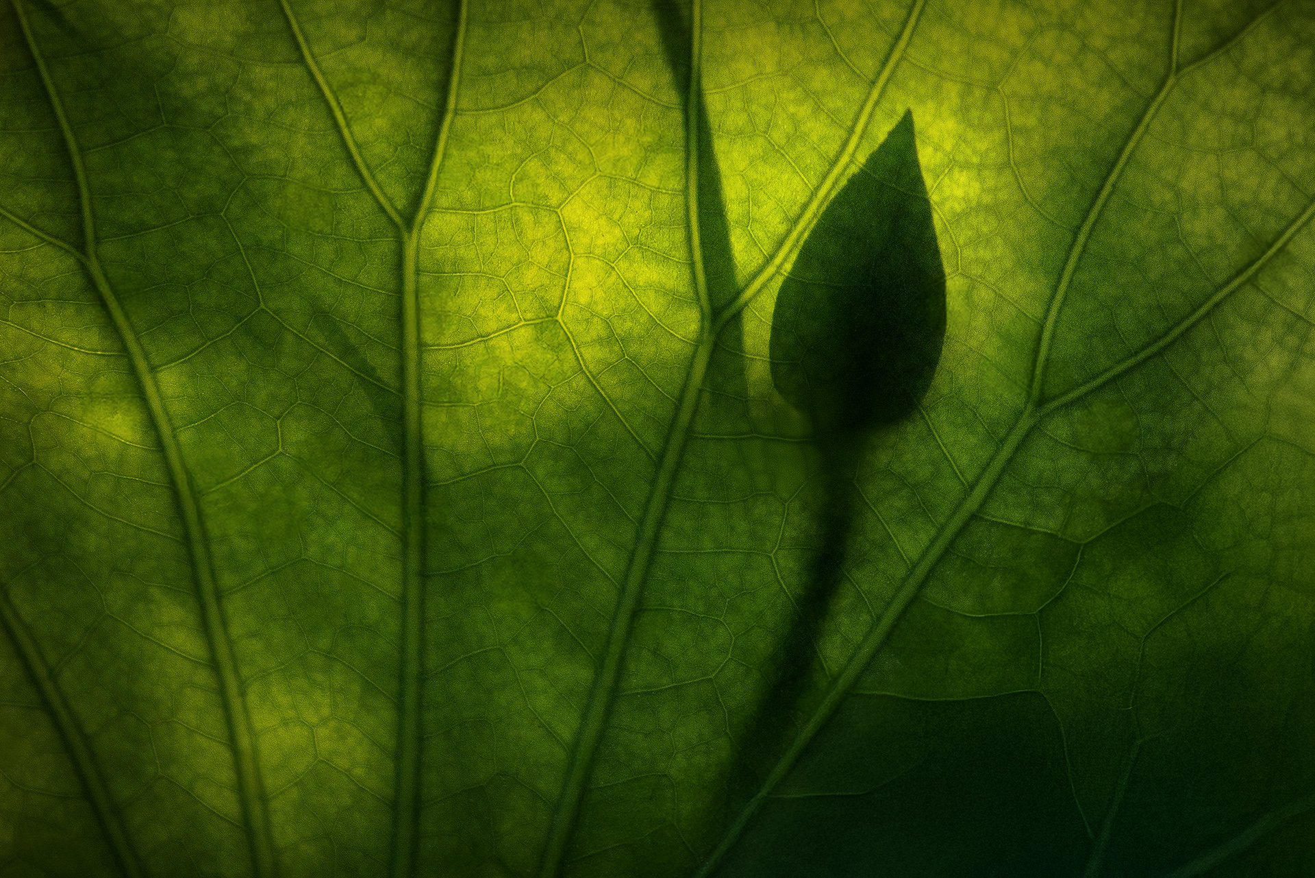 Тишина лотосовых полей