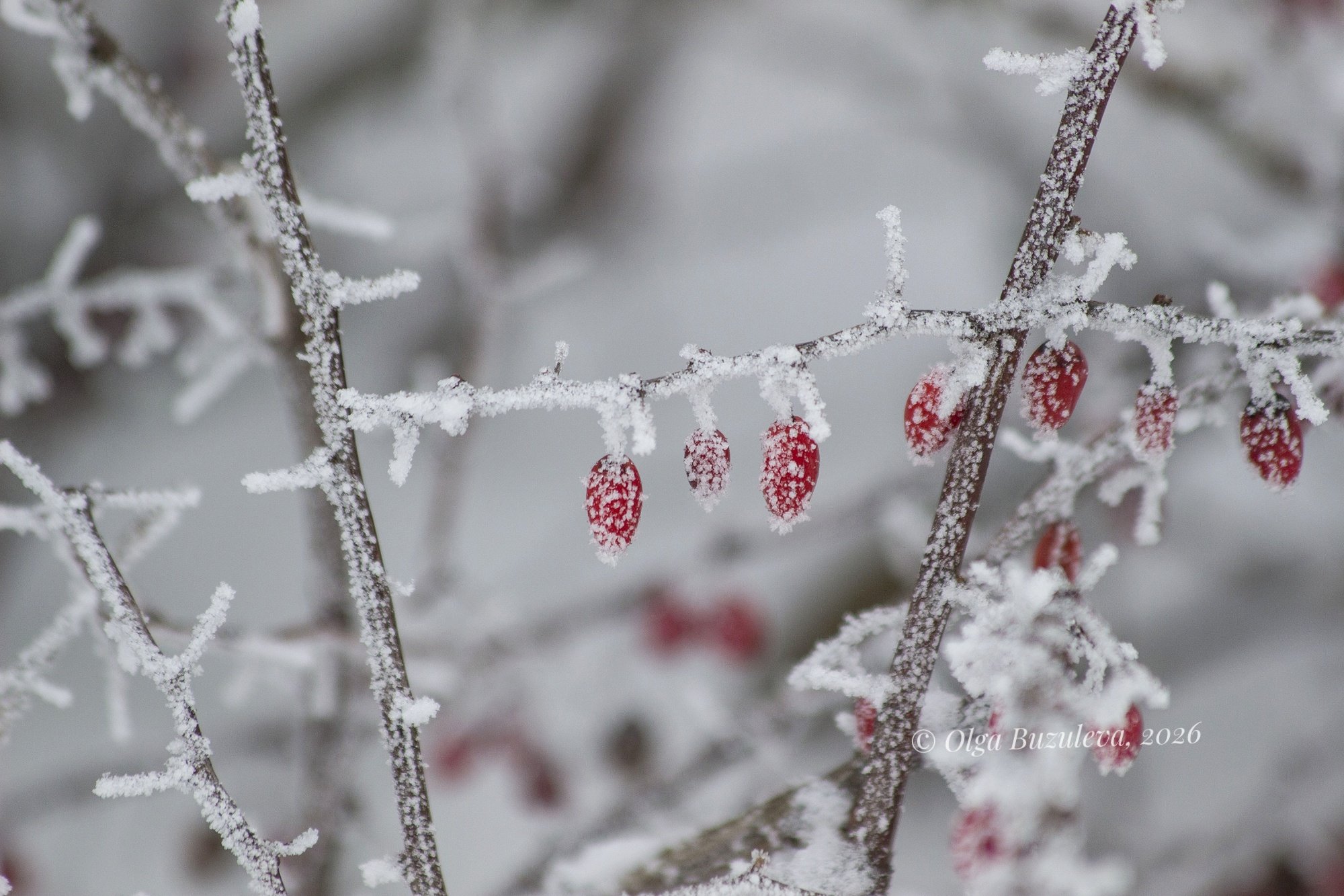 Ягодки в сахарной глазуре