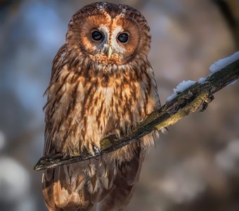 Бездна в глазах