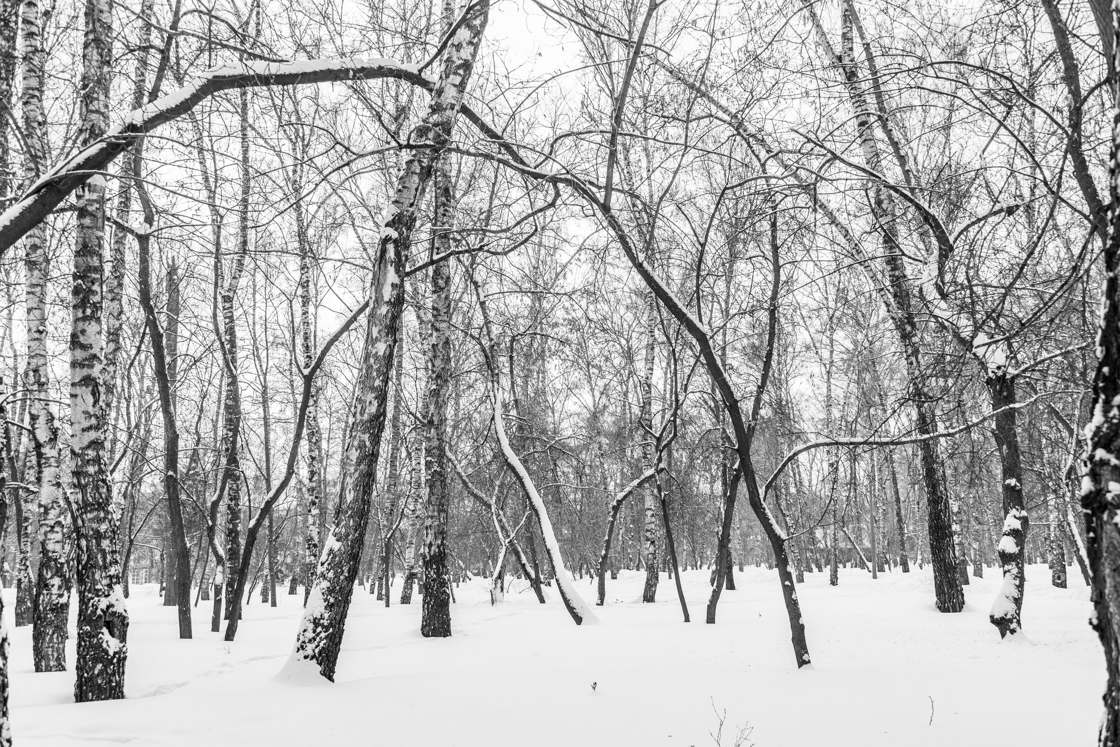 Природа в чёрно-белом цвете