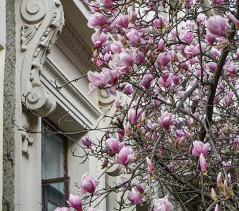 Ялта. Цветение магнолии