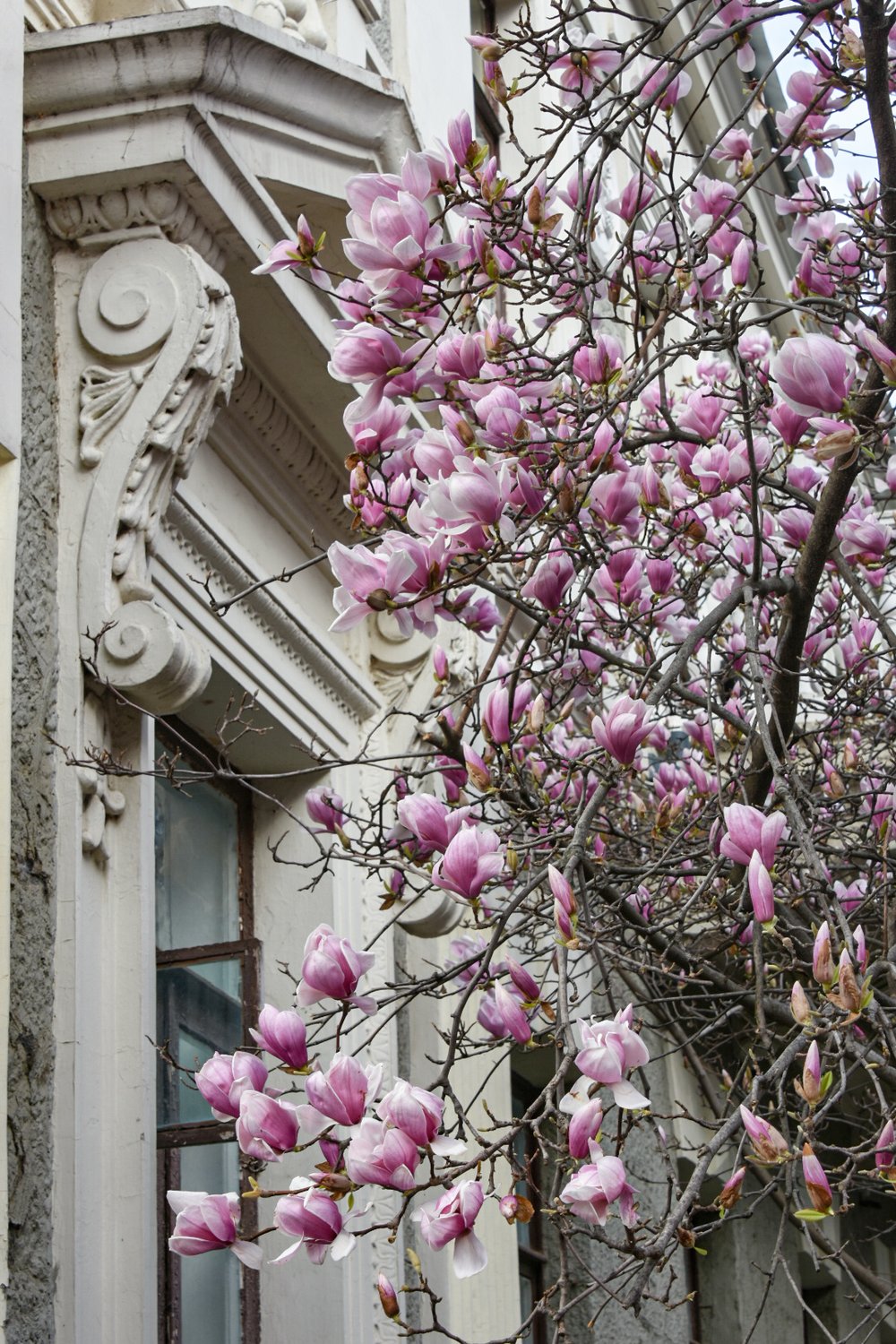 Ялта. Цветение магнолии