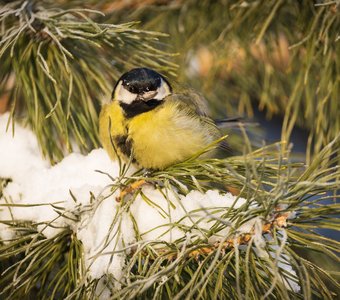 Большая синица