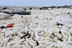 На пляж вынесло горы картофеля фри: что случилось?