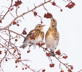 Двое на рябине