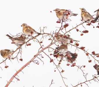 Рябиновый бум