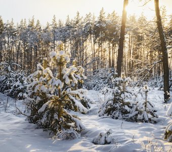 ...мороз снежком укутывал