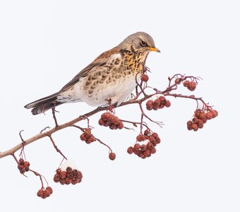 Портрет рябинника