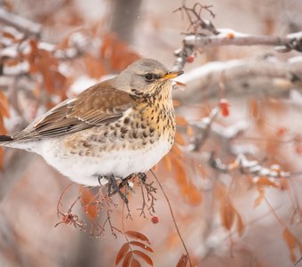 Дрозд-рябинник