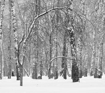 Берёзовая роща