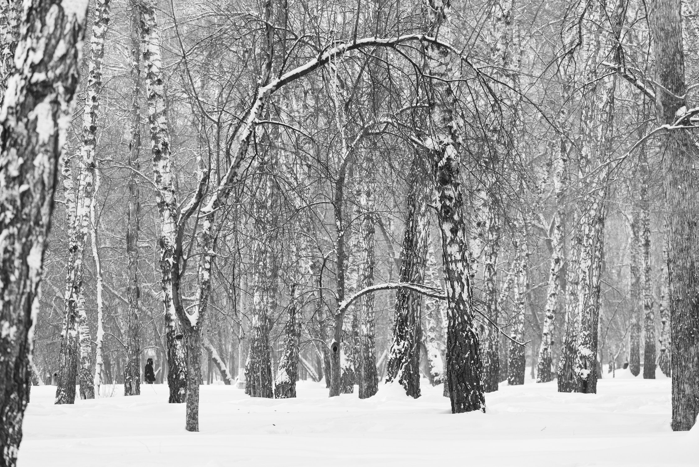 Берёзовая роща